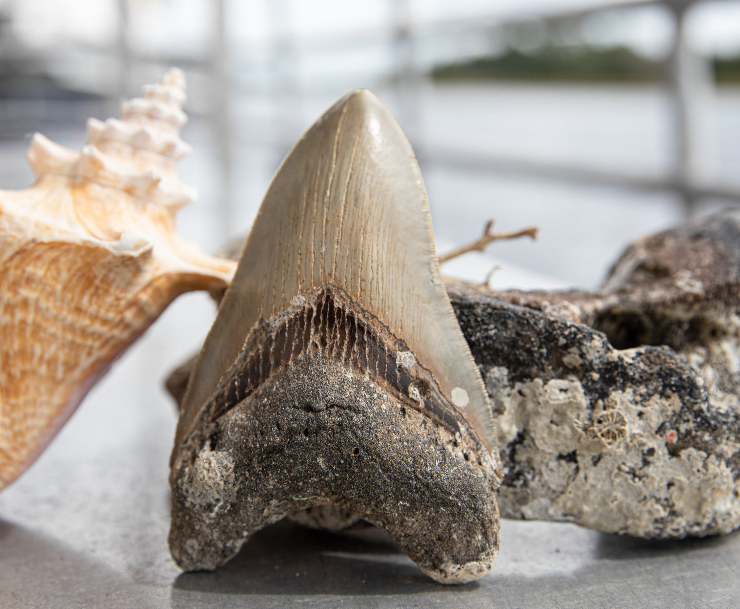 5.04" Megalodon Tooth #191