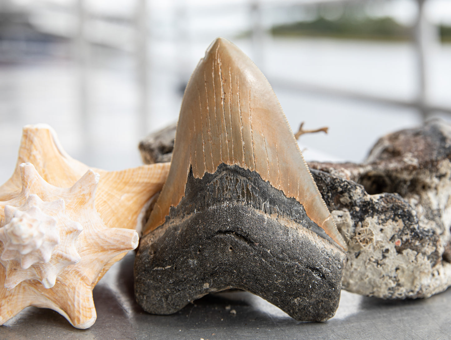 5.26" Megalodon Tooth #192