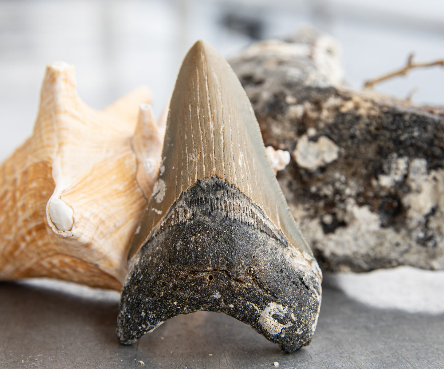3.94" Megalodon Tooth #193