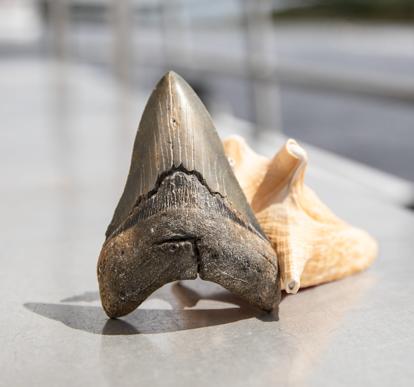 4.76" Megalodon Tooth #194