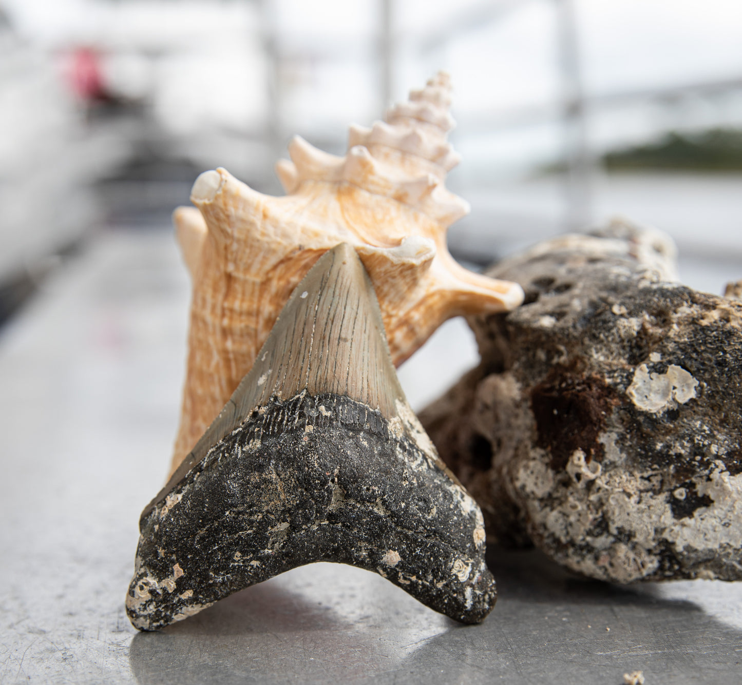 3.78" Megalodon Tooth #195