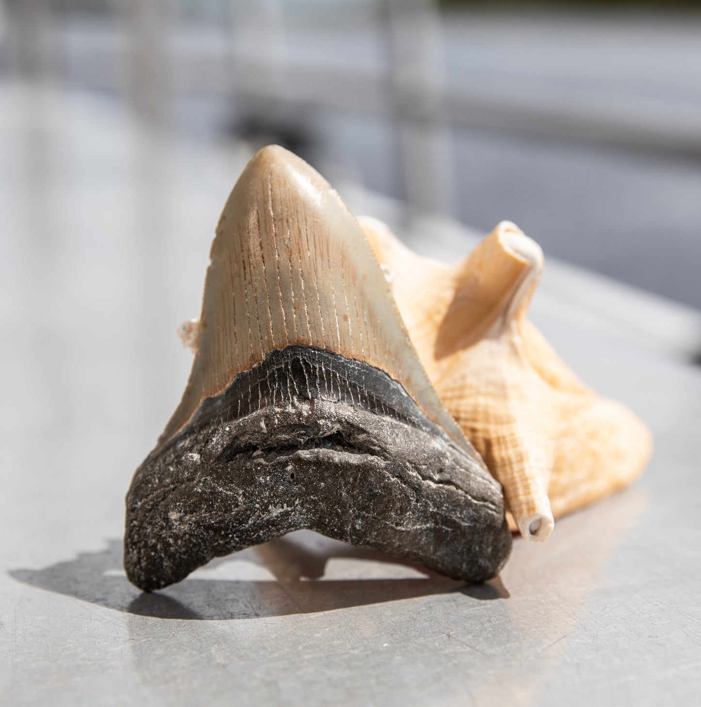 4.24" Megalodon Tooth #197