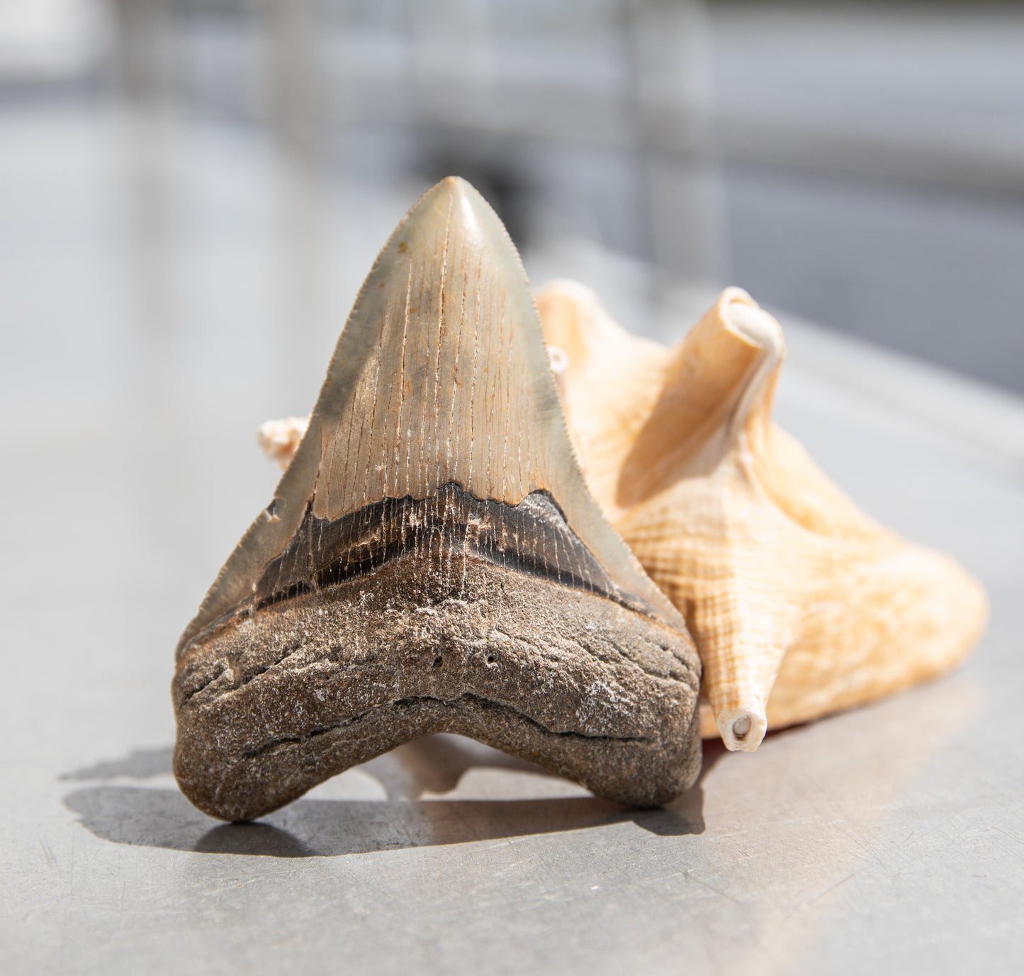 4.13" Megalodon Tooth #199