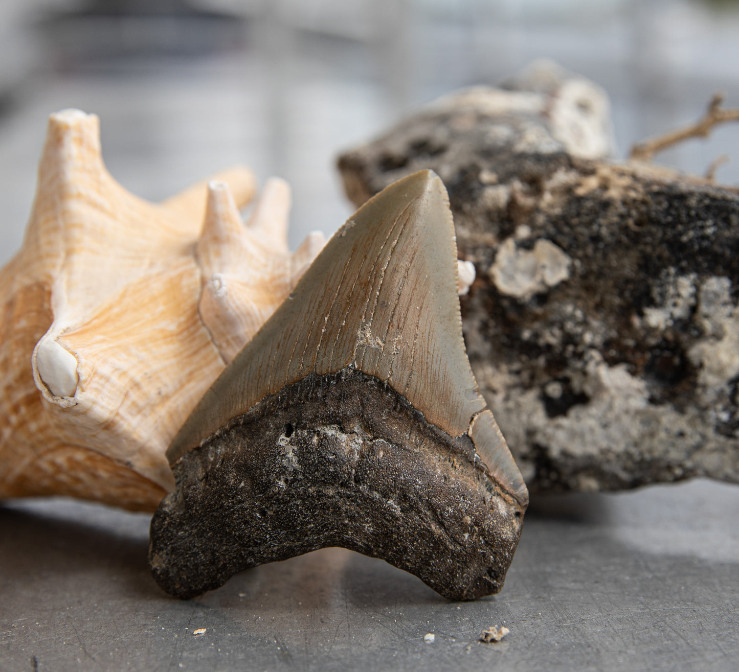 2.95" Megalodon Tooth #20