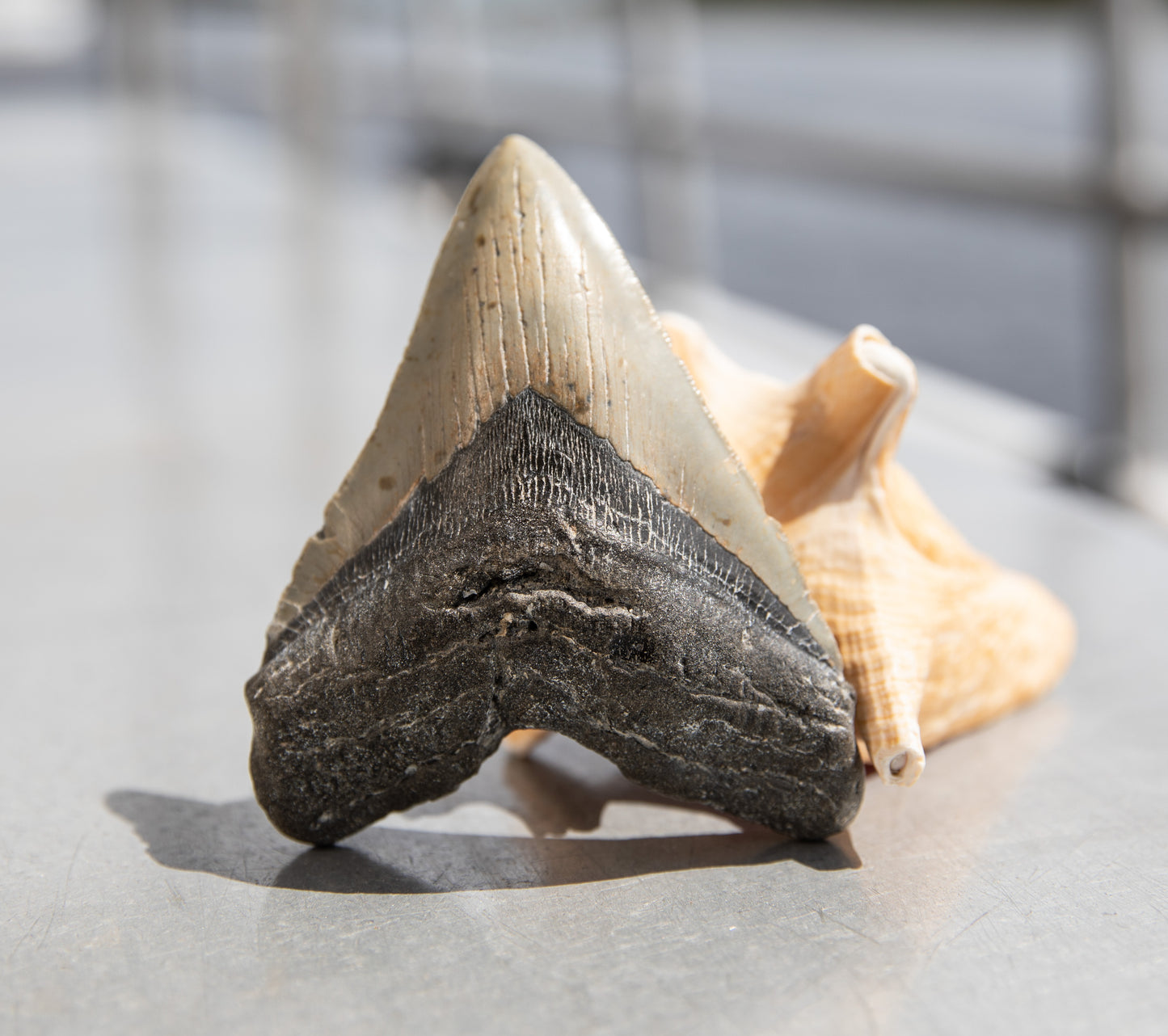 4.58" Megalodon Tooth #201