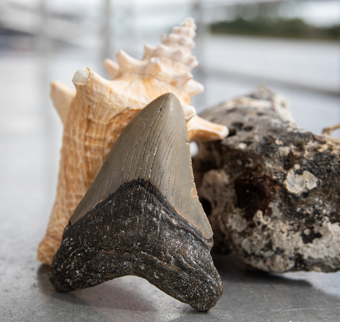 4.01" Megalodon Tooth #202