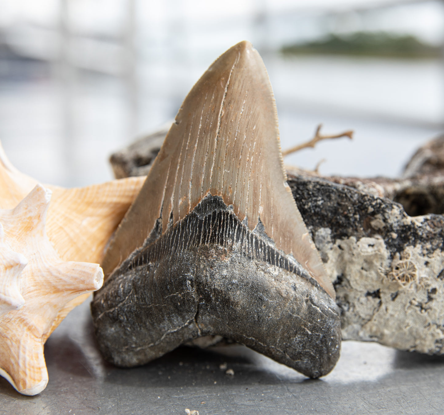 4.65" Megalodon Tooth #203