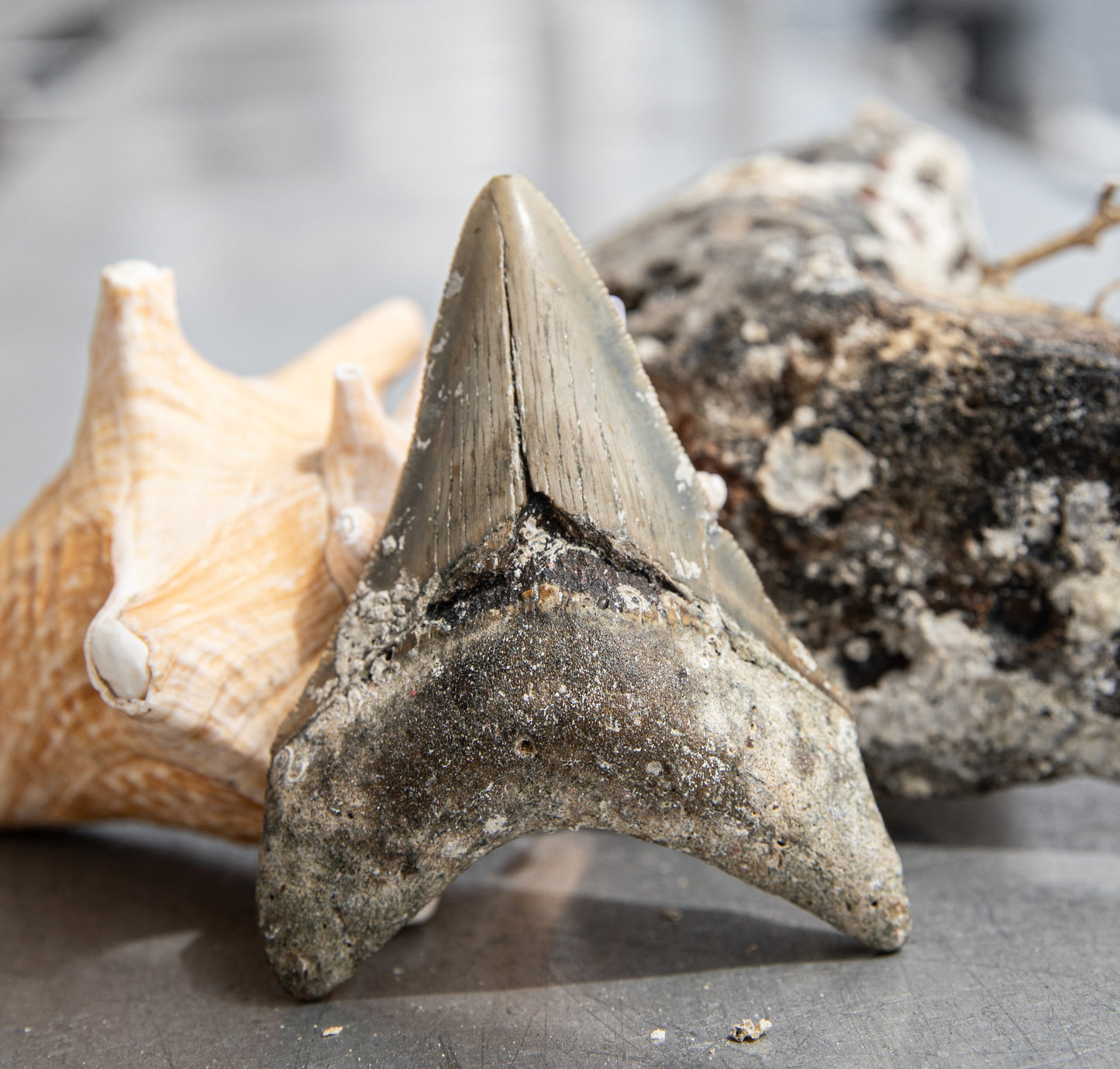 3.93" Megalodon Tooth #204