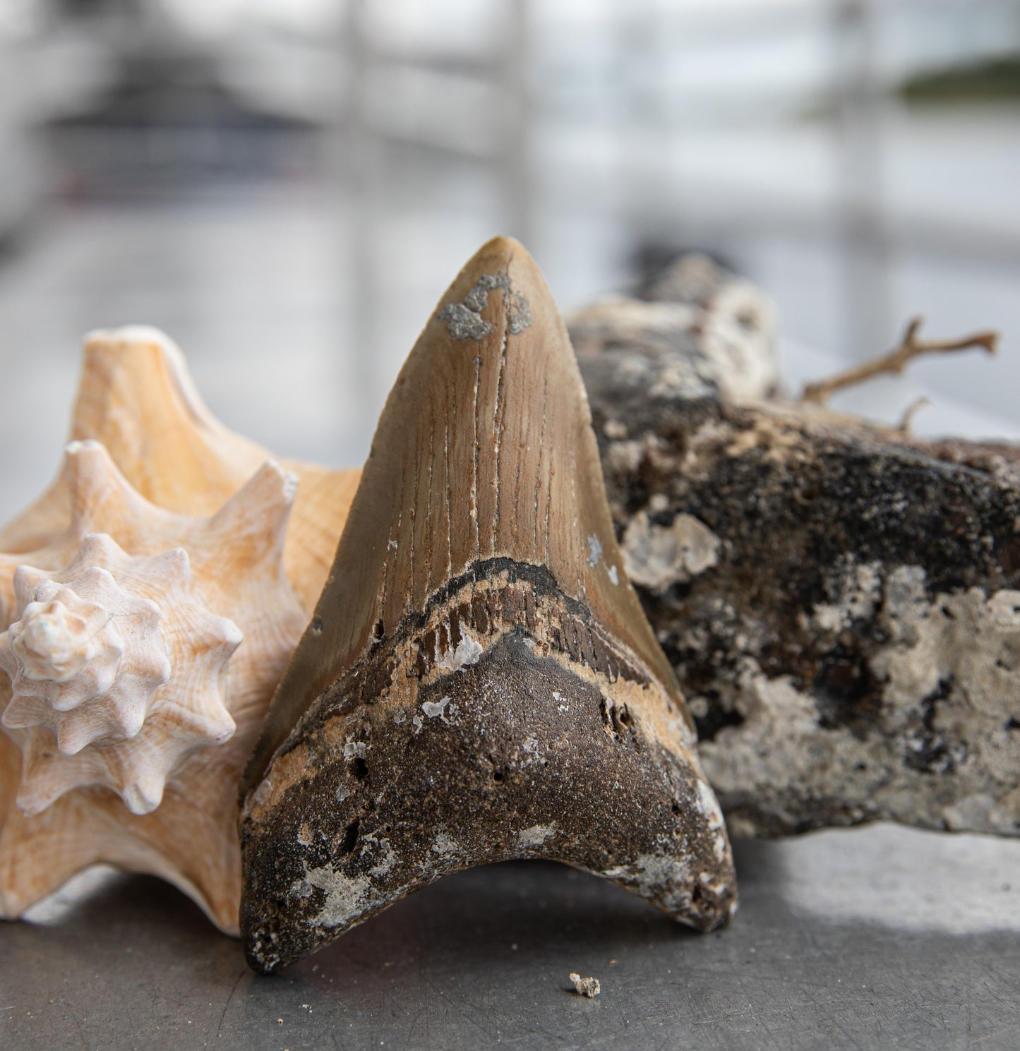 3.99" Megalodon Tooth #205