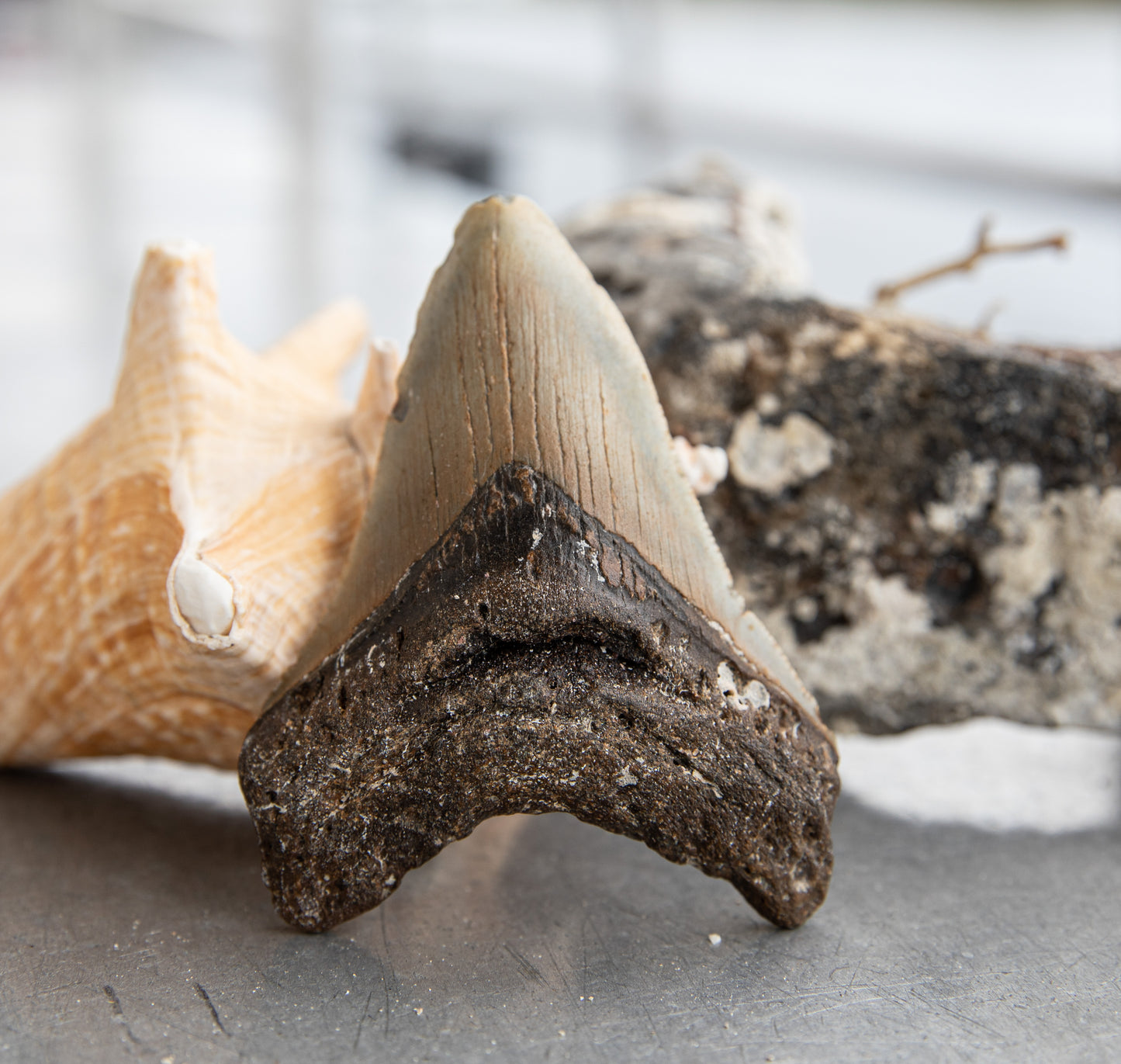 3.99" Megalodon Tooth #206