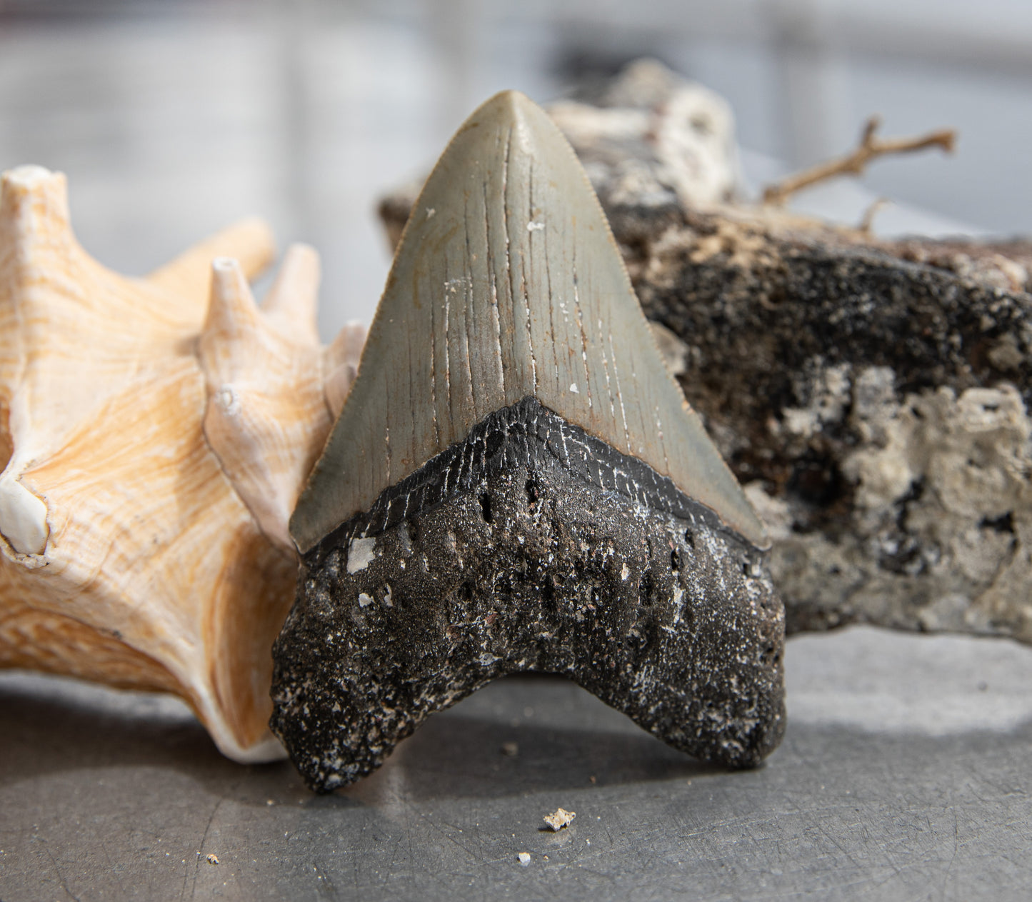 3.83" Megalodon Tooth #207