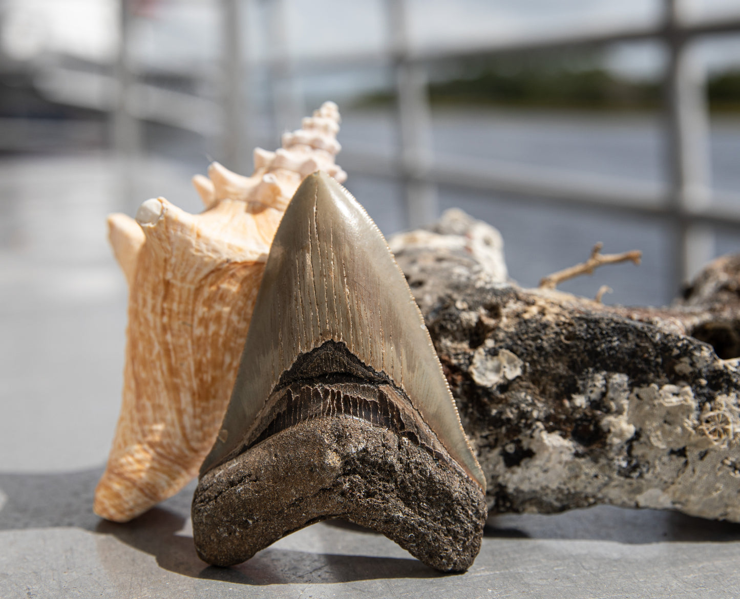 4.54" Megalodon Tooth #210