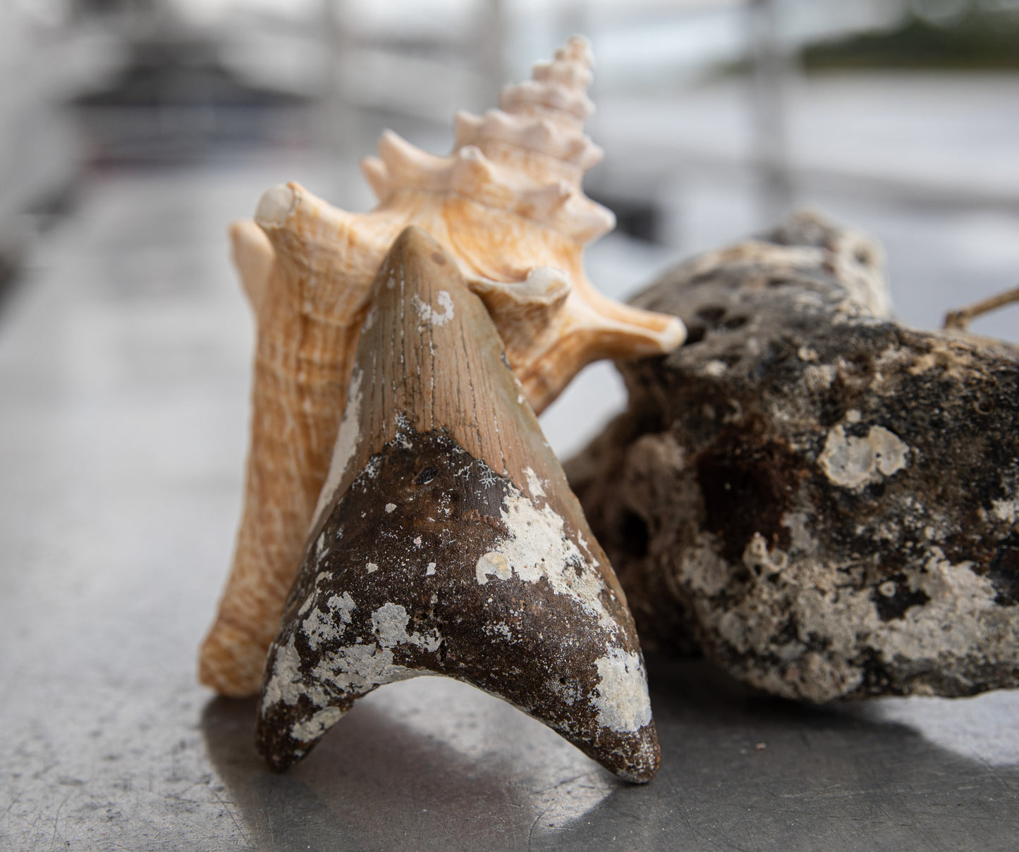 4.43" Megalodon Tooth #212