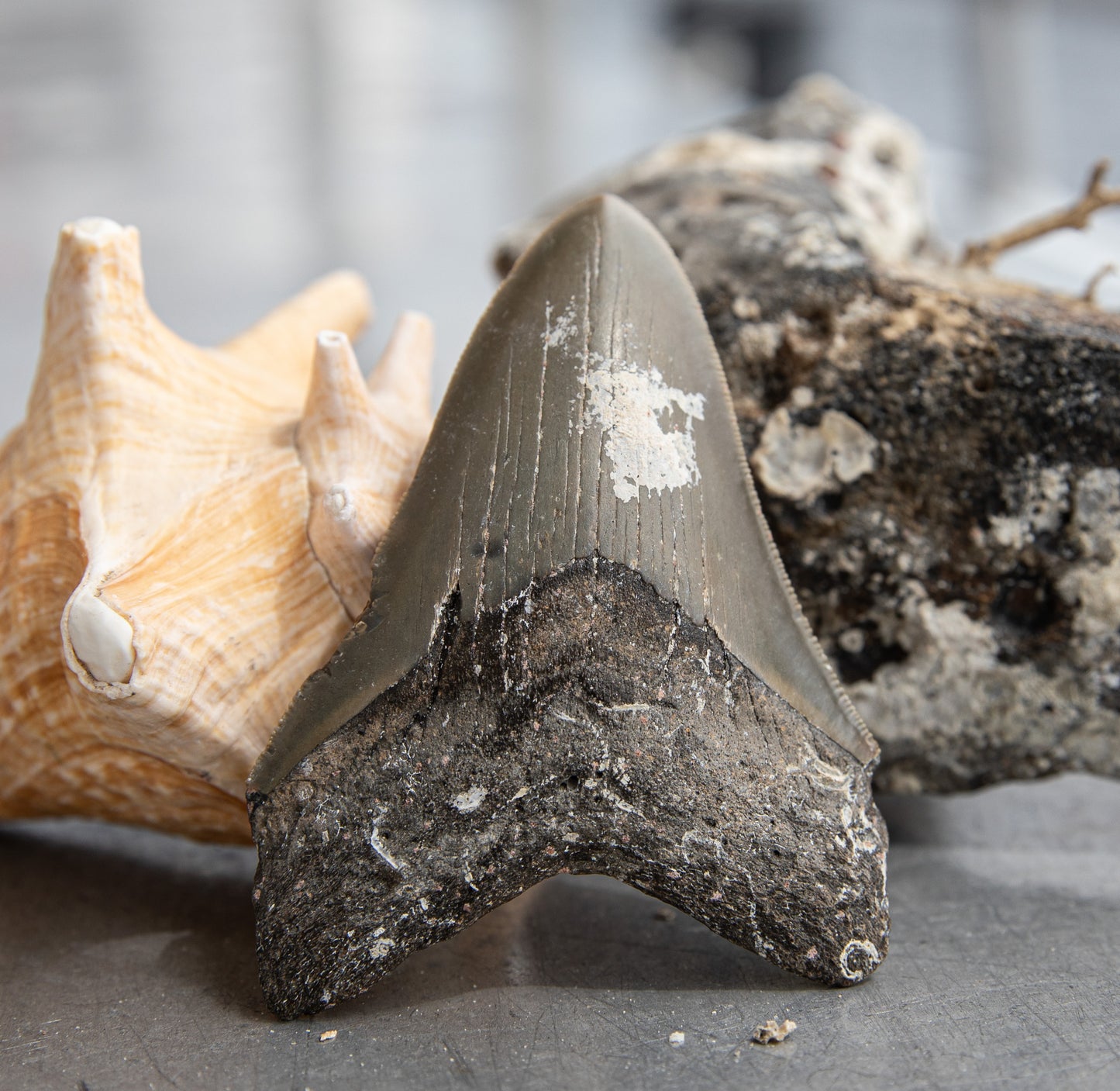4.03" Megalodon Tooth #213