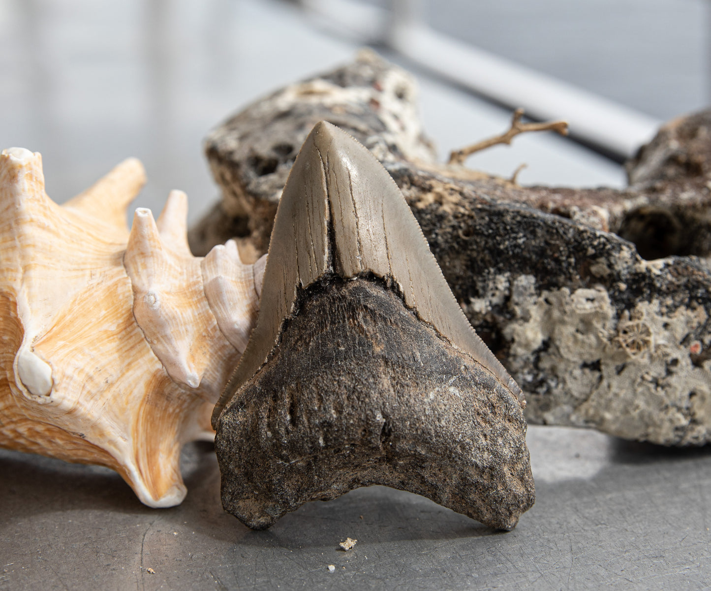 4.04" Megalodon Tooth #215