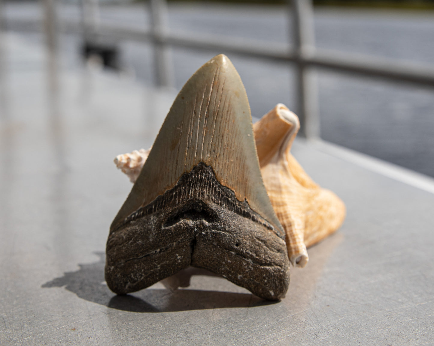 4.43" Megalodon Tooth #216