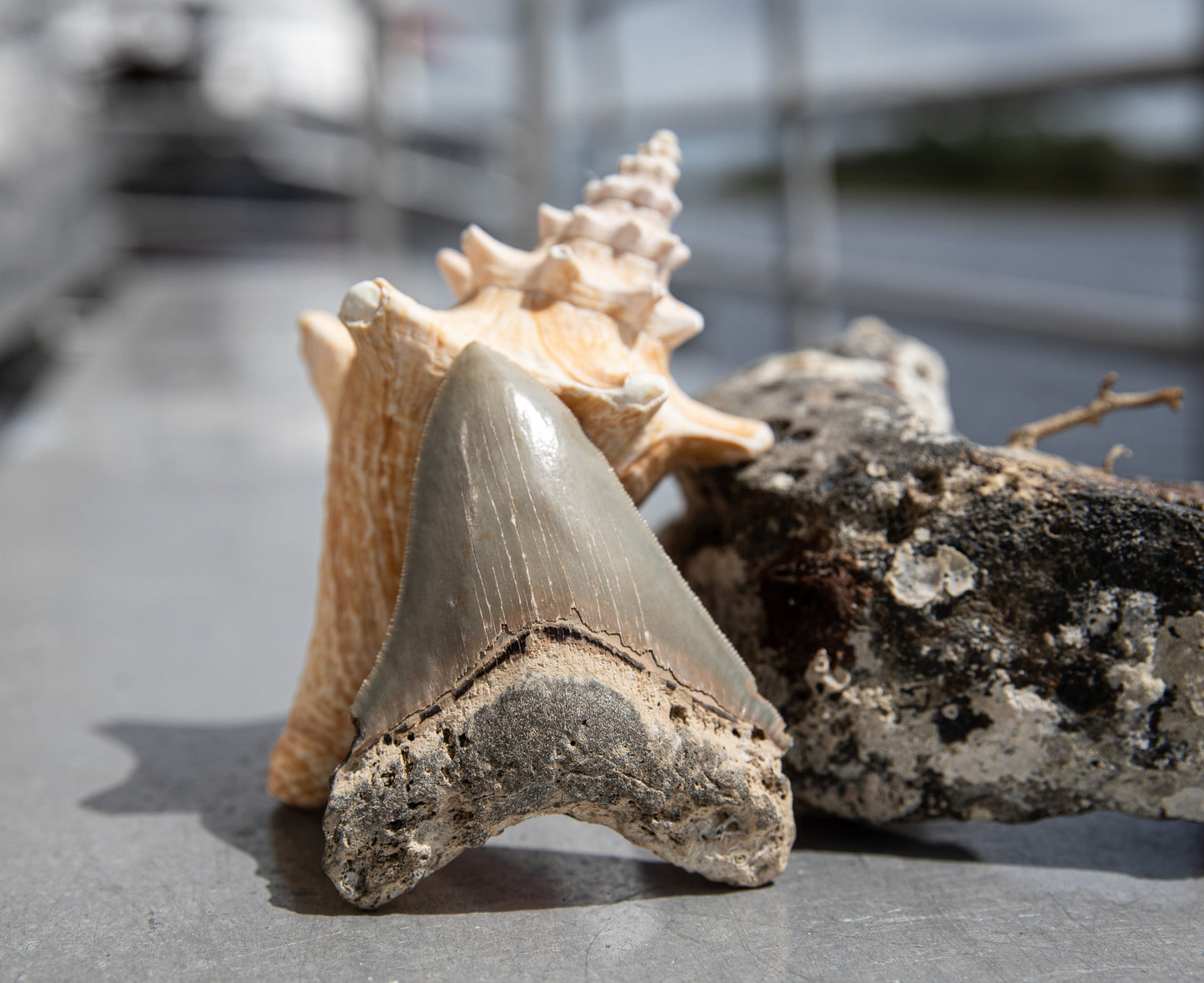 3.62" Megalodon Tooth #25