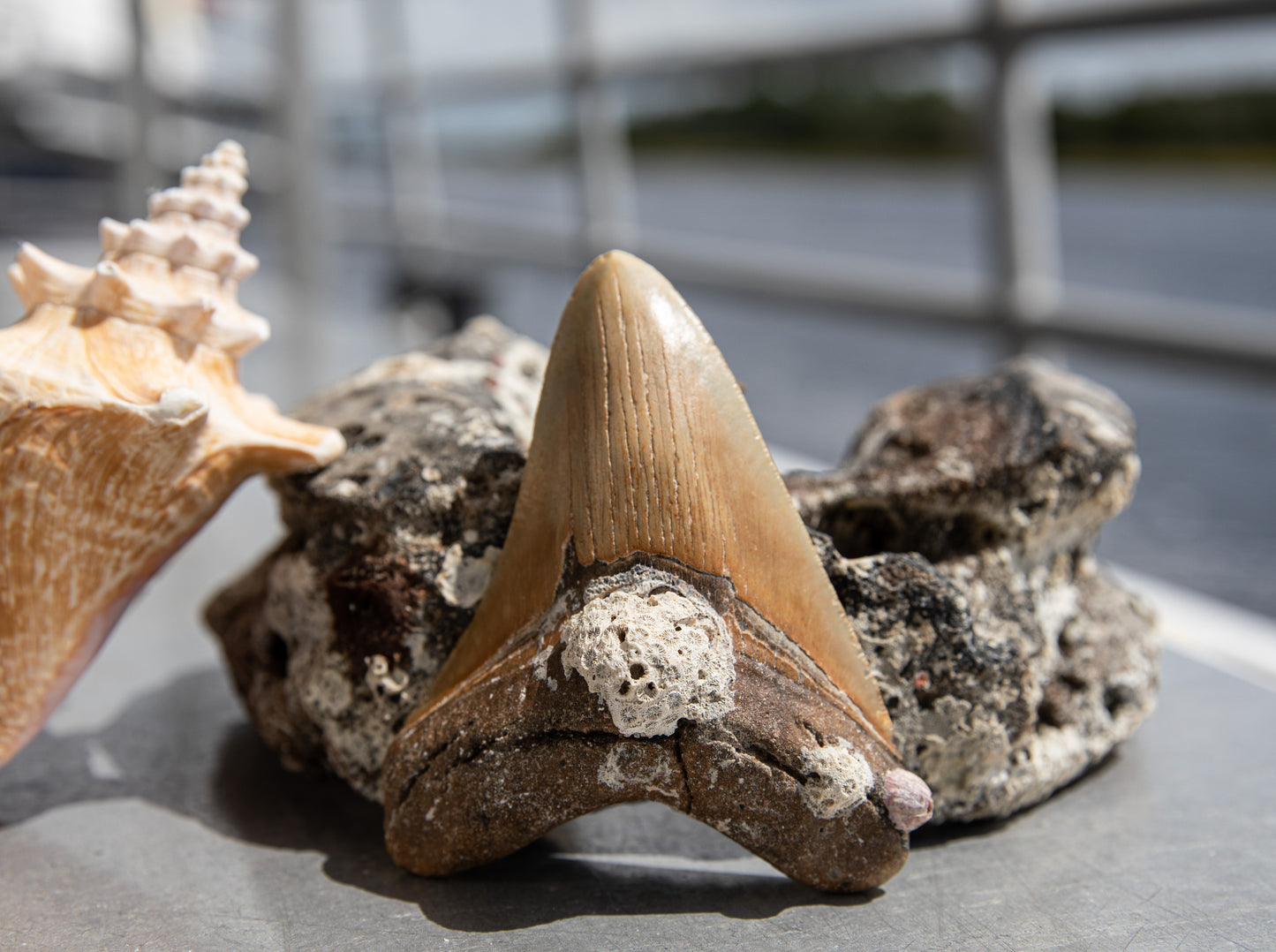 4.17" Megalodon Tooth #27