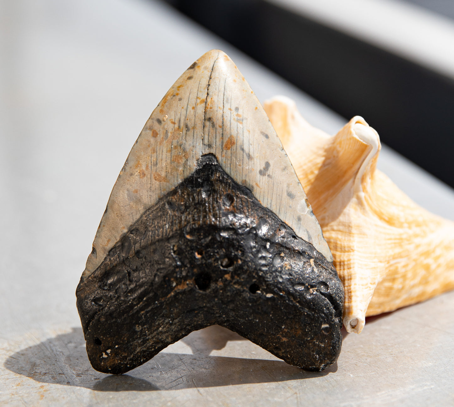 4.11" Megalodon Tooth #36