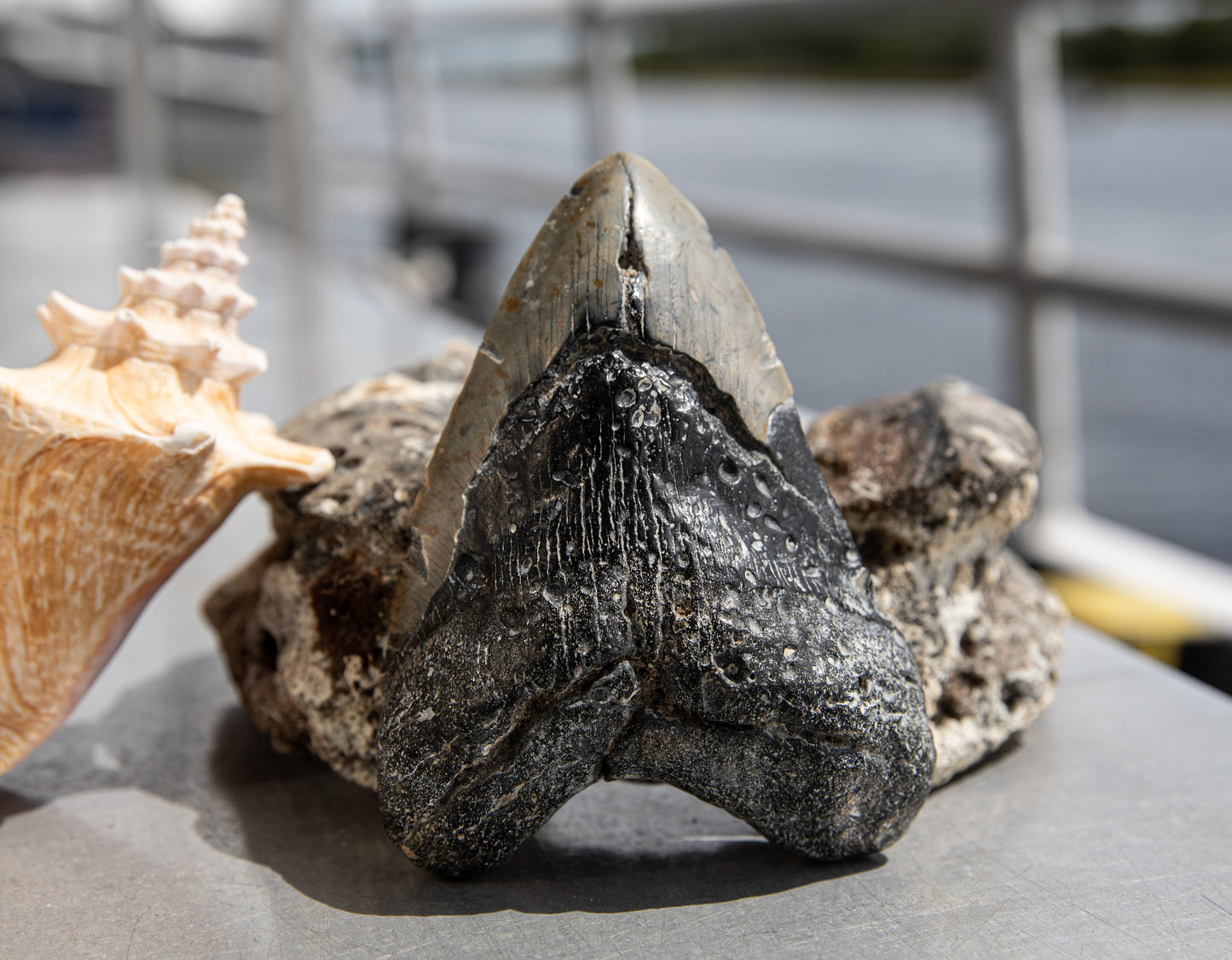 5.32" Megalodon Tooth #8