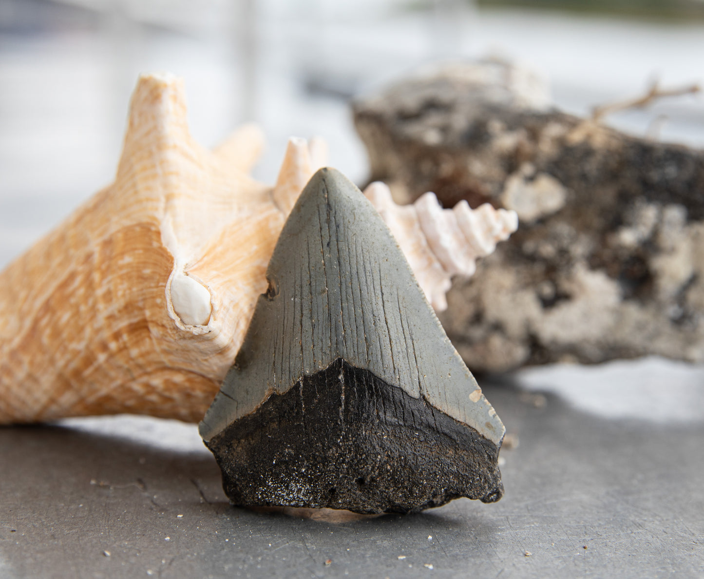 2.87" megalodon Tooth #80