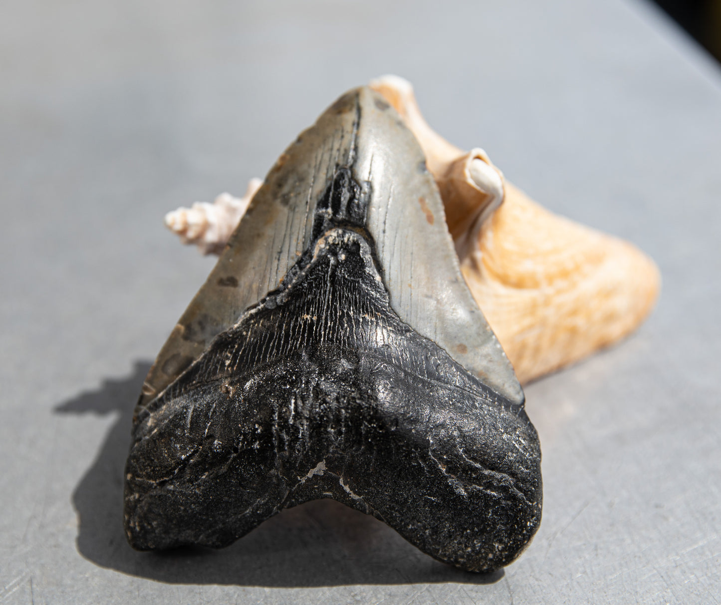 4.45" Megalodon Tooth #9