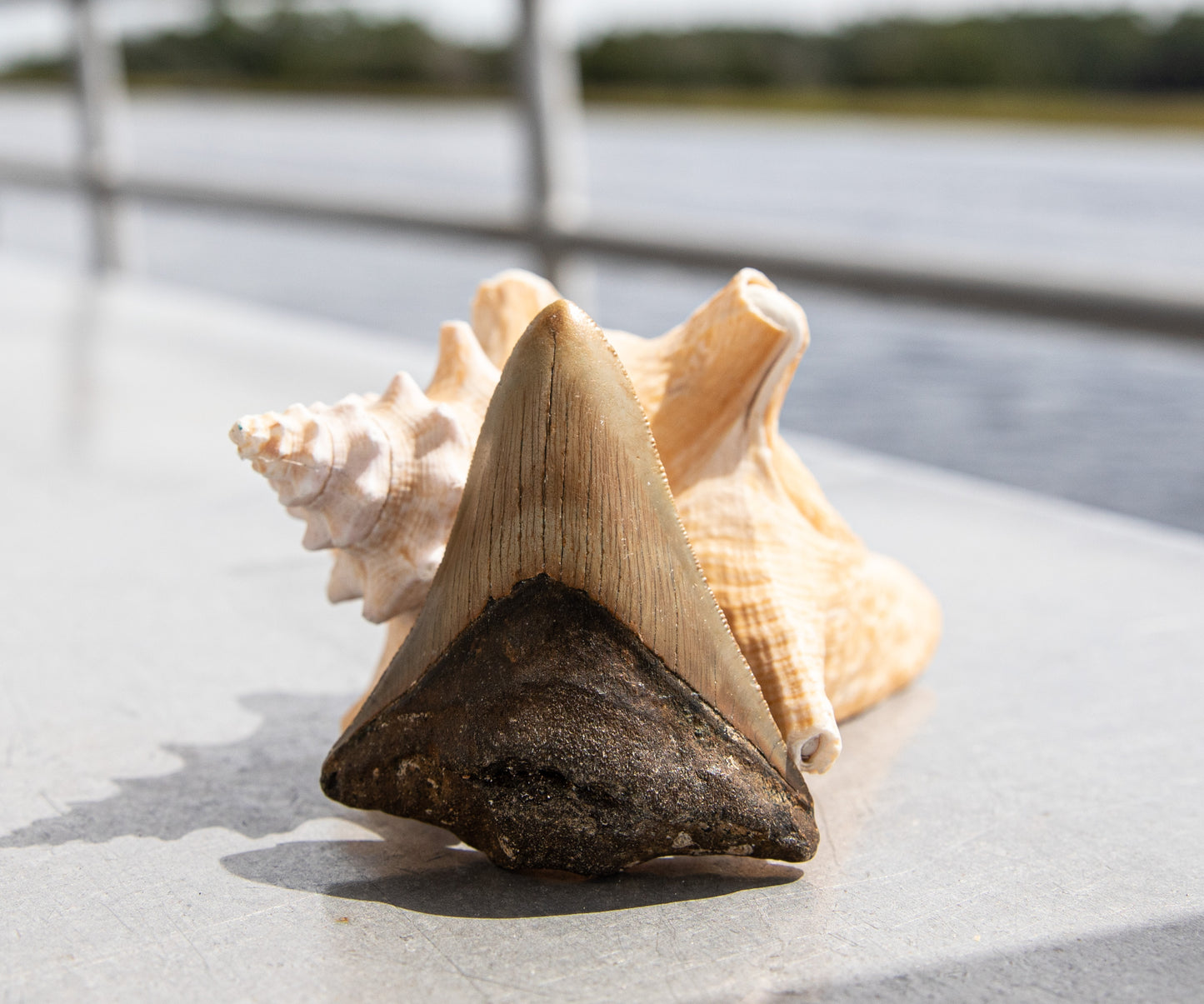 3.13" Megalodon Tooth #90