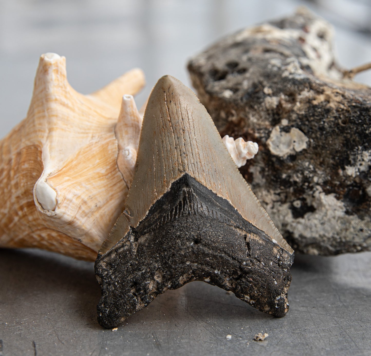 3.63" Megalodon Tooth #99