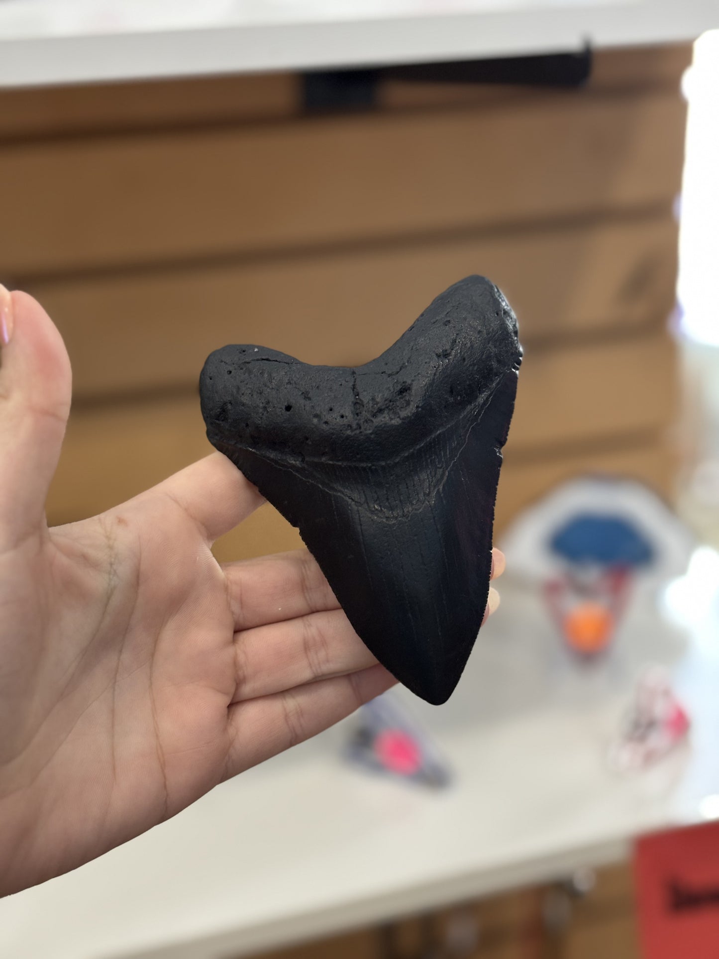 Megalodon Tooth Magnet (Large)