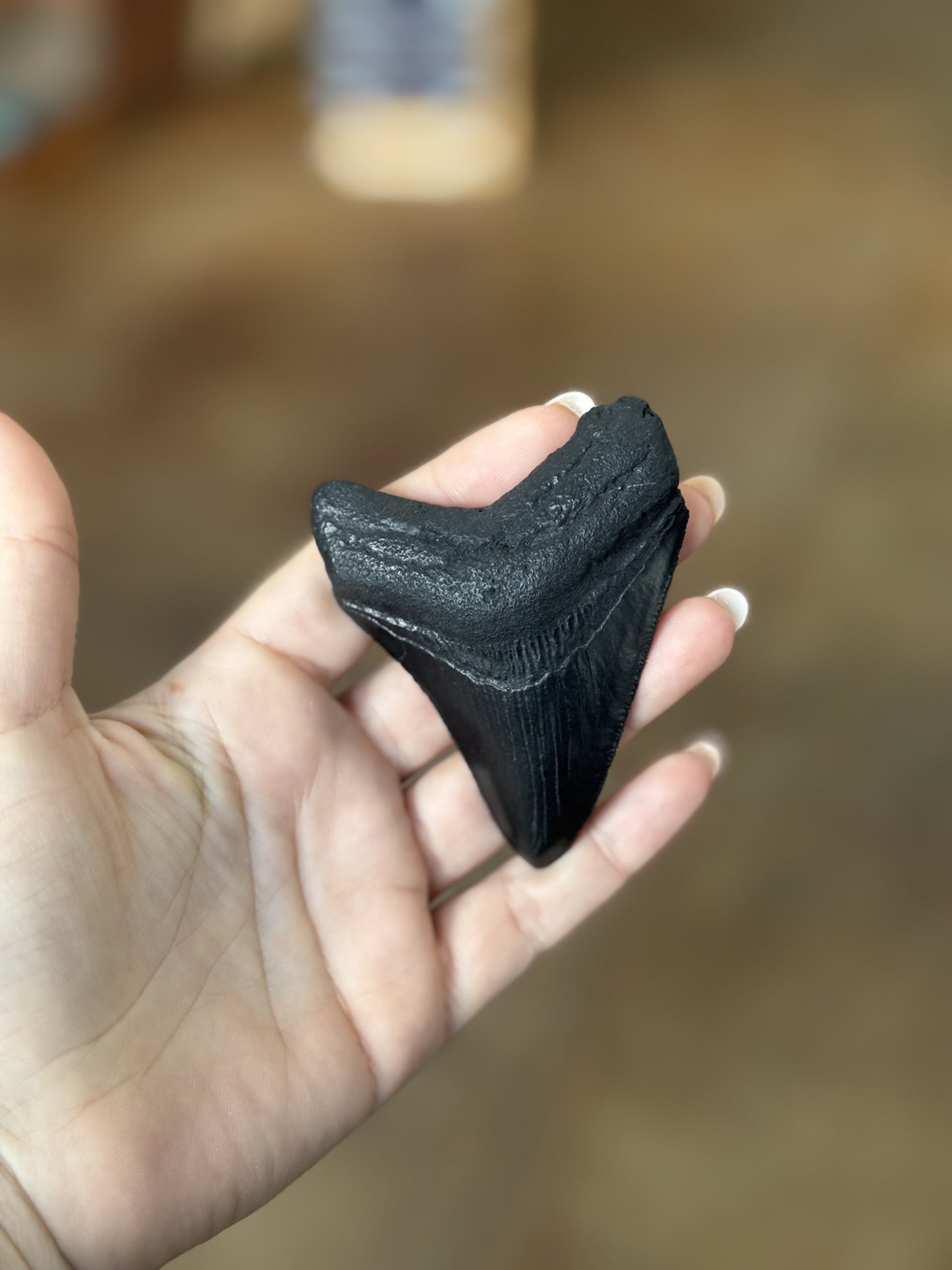 Megalodon Tooth Magnet (Small)