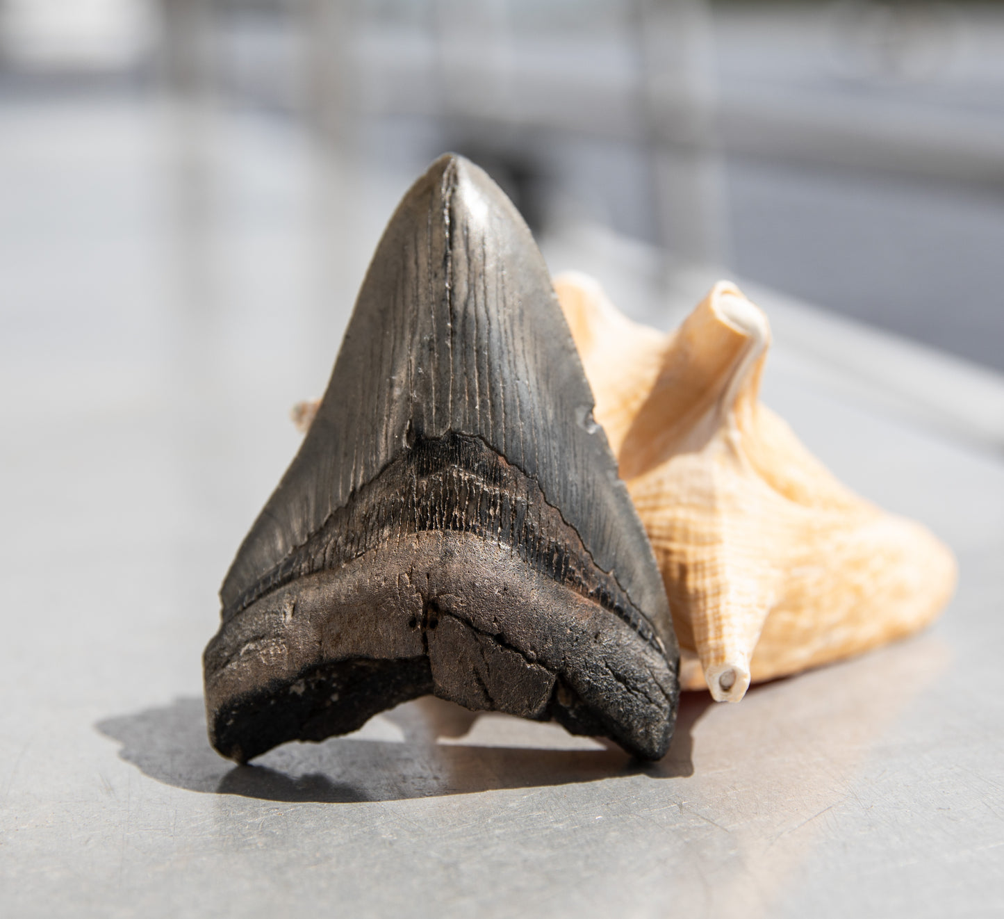 4.36" Megalodon Tooth #129