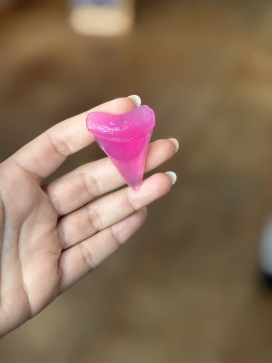 Great White Teeth Magnet (Small)