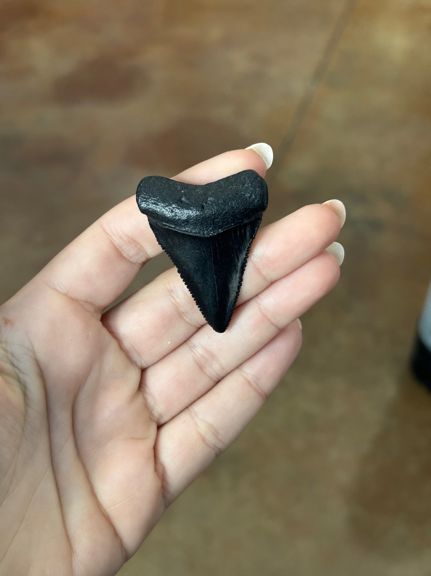 Great White Teeth Magnet (Small)