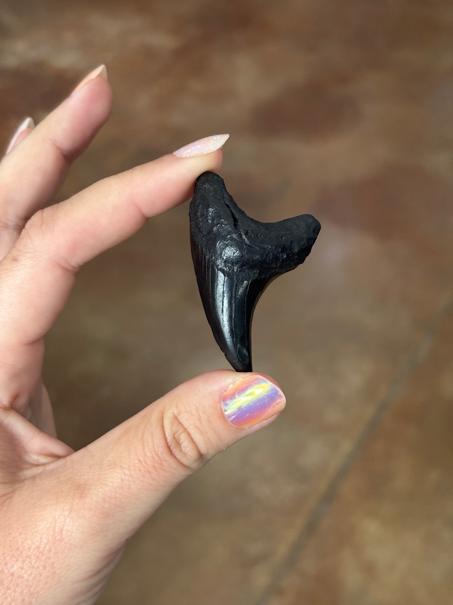 Bendini Tooth Magnet